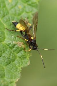 <i>Ichneumon stramentarius</i>