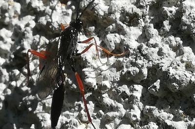 <i>Ichneumon</i>