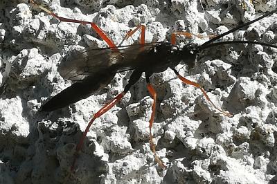 <i>Ichneumon</i>