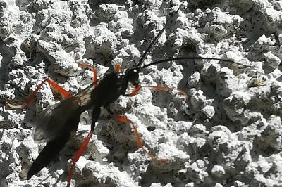 <i>Ichneumon</i>