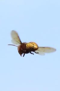Frelon européen