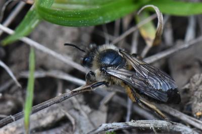 <i>Colletes cunicularius</i>