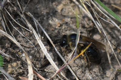 <i>Colletes cunicularius</i>