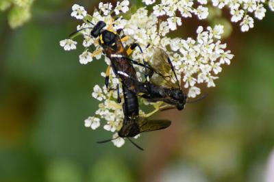 Mouche-à-scie à trois bandes jaunes