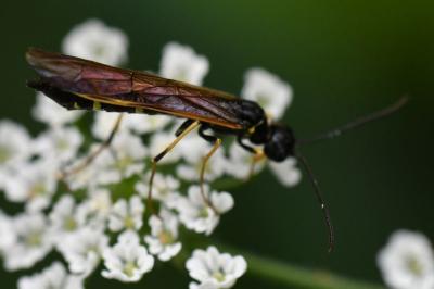 <i>Cephus spinipes</i>