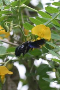 <i>Xylocopa</i>