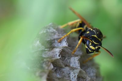 <i>Polistes nimpha</i>