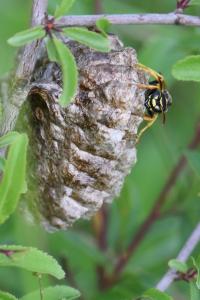<i>Polistes nimpha</i>