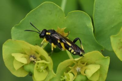 Mouche-à-scie à trois bandes jaunes
