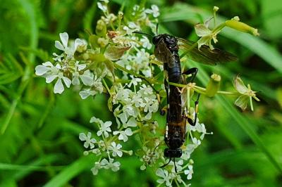 Mouche-à-scie à trois bandes jaunes