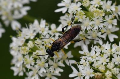Mouche-à-scie à trois bandes jaunes