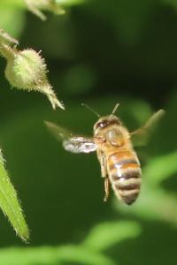 Abeille domestique
