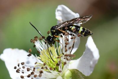 <i>Cephus pygmeus</i>