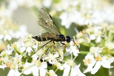 <i>Cephus pygmeus</i>