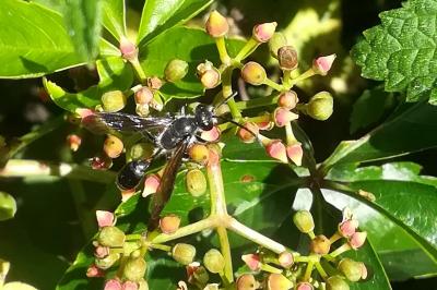 Isodonte mexicaine