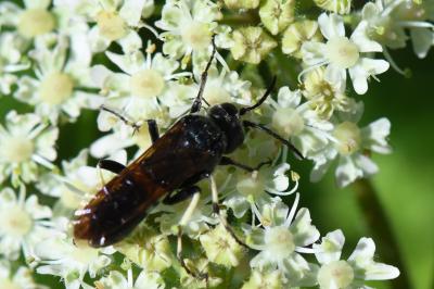 <i>Cephaledo bifasciata</i>