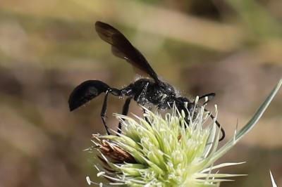 Isodonte mexicaine