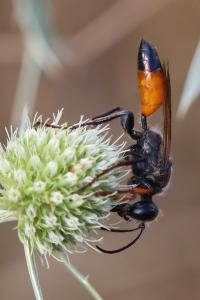 <i>Sphex funerarius</i>