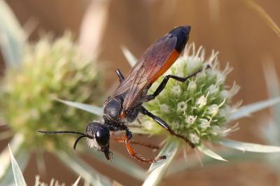 <i>Sphex funerarius</i>
