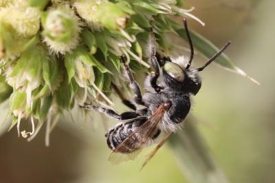 <i>Megachile argentata argentata</i>