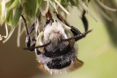 <i>Megachile argentata argentata</i>