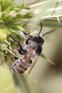 <i>Megachile argentata argentata</i>