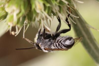 <i>Megachile argentata argentata</i>