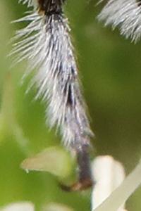 <i>Megachile argentata argentata</i>