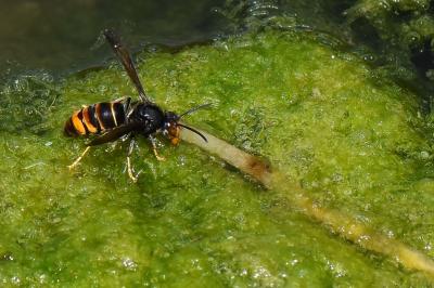 Vespa velutina