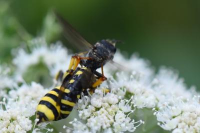 <i>Ectemnius fossorius</i>