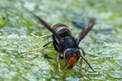 Frelon à pattes jaunes