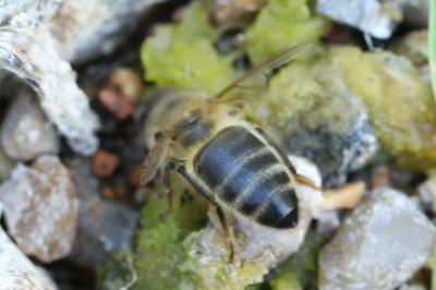 Abeille mellifère