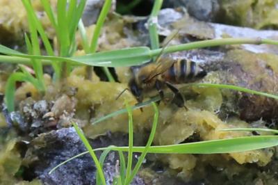 Abeille domestique