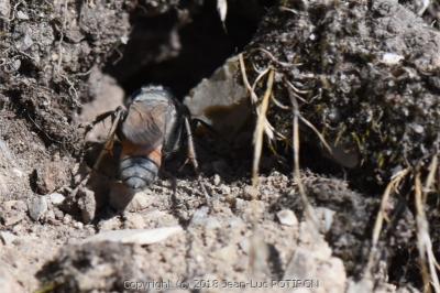 <i>Sphex funerarius</i>