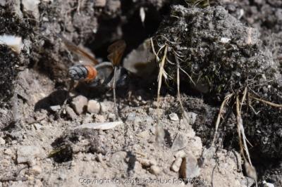 <i>Sphex funerarius</i>