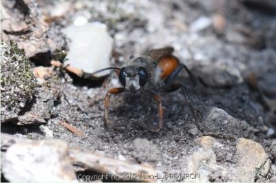 <i>Sphex funerarius</i>