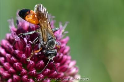 <i>Sphex funerarius</i>