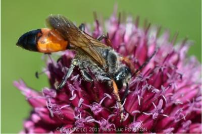 <i>Sphex funerarius</i>