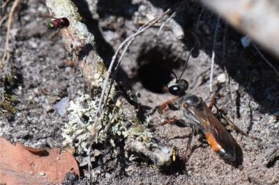 <i>Sphex funerarius</i>
