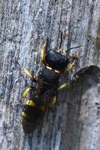 <i>Ectemnius lapidarius</i>