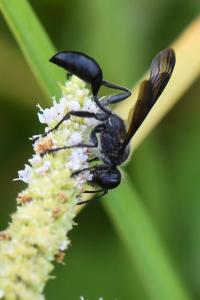 Isodonte mexicaine