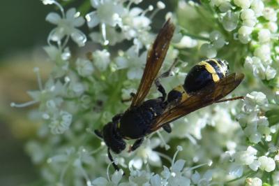 <i>Discoelius dufourii</i>