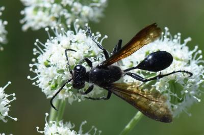 Isodonte mexicaine