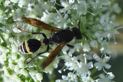 <i>Discoelius dufourii</i>