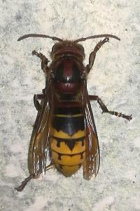 Frelon européen