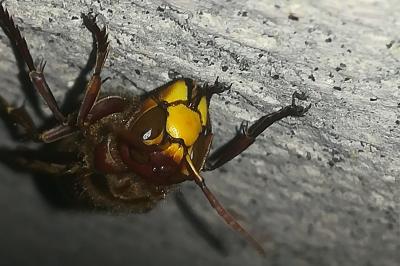Frelon européen