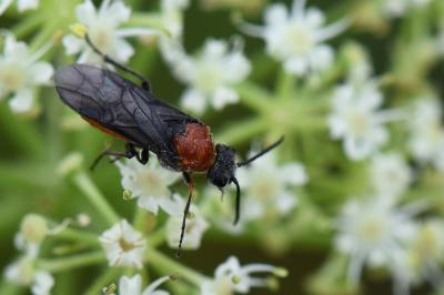 <i>Dolerus</i>