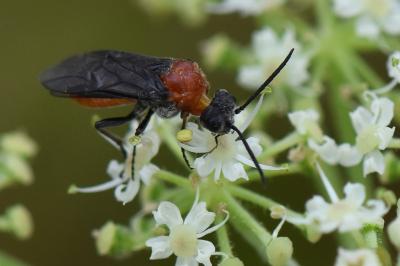 <i>Dolerus</i>