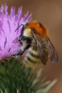 Bourdon des champs