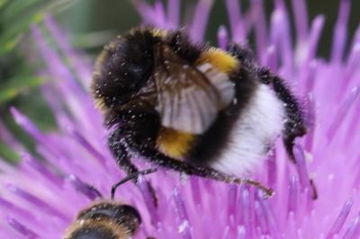 <i>Bombus terrestris/lucorum</i>